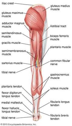 the muscles are labeled in this diagram