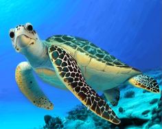 a green turtle swimming in the ocean with blue water and corals around it's sides