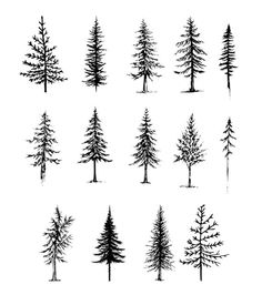 different types of trees drawn in ink