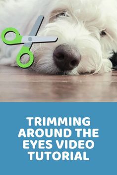 a white dog laying on the floor with scissors in it's mouth and text trimming around the eyes video tutor