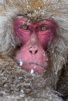 a close up of a monkey with snow on it's face and its eyes