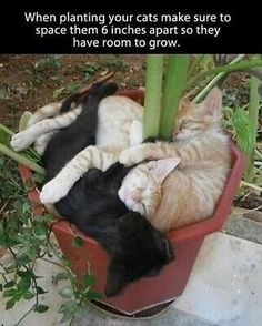 two cats sleeping in a potted plant with the caption when planting your cats make sure to space them 6 inches apart so they have room to grow