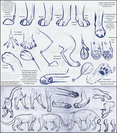 an illustrated diagram of different types of feet and paws, with instructions for how to draw them