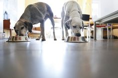 two dogs eating food out of their bowls on the floor in front of a table