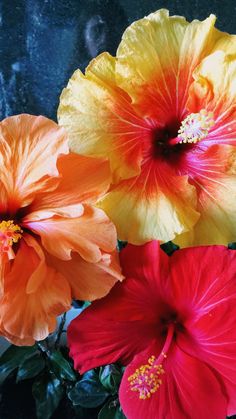 three different colored flowers in a vase