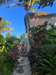 stairs leading up to the beach house with palm trees and tropical plants on either side