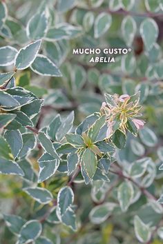 a close up of leaves and flowers on a plant with the words mucho gusto abella above it