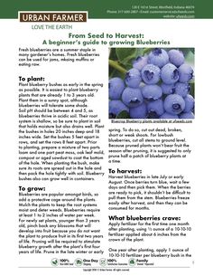 an article in the urban farmer magazine about blueberries and how to grow them from seed