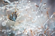 a blue butterfly sitting on top of a dry grass covered in water droplets and dew