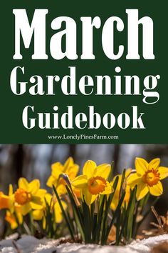 The sun’s beginning to warm the earth & the first hints of spring are emerging. So, naturally, gardeners everywhere are itching to get their hands back into the soil. Let’s explore our essential gardening tips for March – from sprouting potatoes to slugs in the garden & foraging for edible weeds. Things To Plant In March, March Planting Guide, Gardening In Massachusetts, Sprouting Potatoes, Early Spring Garden Vegetables, Preparing Garden For Spring, Planting Potatoes, Garden Irrigation, Small Greenhouse