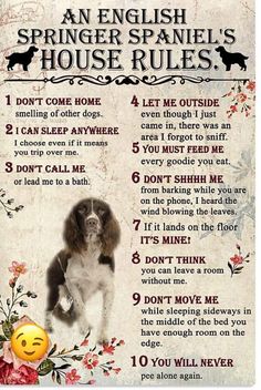 an english springer spaniel's house rules