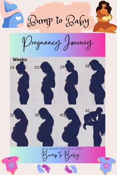 Progression of baby bump sizes by pregnancy week or by trimester. Pregnancy Progression