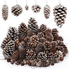 a bunch of pine cones sitting on top of each other