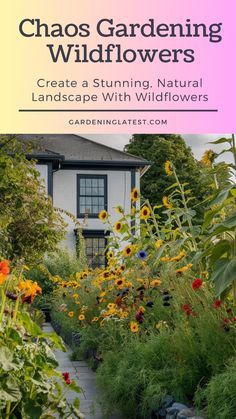 a garden with lots of flowers in front of a house and the words chaos gardening wildflowers create a stunning natural landscape with wildflowers