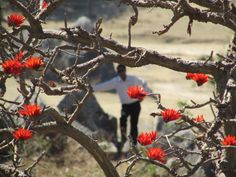 a man standing next to a tree with red flowers in the foreground and rocks in the background