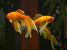 two goldfish are swimming in an aquarium