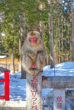 a monkey that is sitting on top of a post in the snow with its tongue hanging out