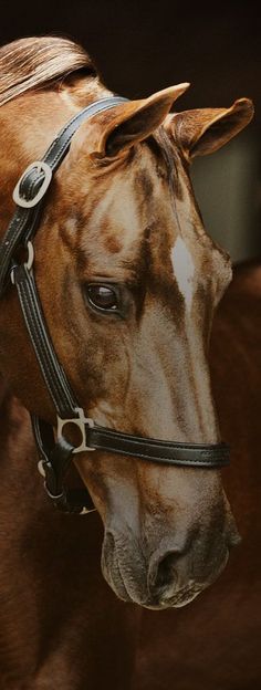 a brown and white horse wearing a bridle