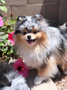 a small dog standing next to a pink flower