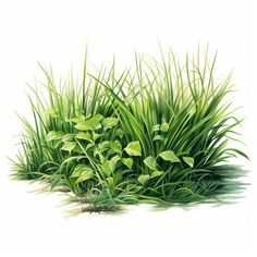 Grass Clipart in Oil Painting Style Artwork: 4K Vector & SVG Vector Grass, Grass Png, Grass Clipart, Leaf Identification, Grass Drawing, Grass Illustration, Confectionery Design, Grass Vector, Grass Painting