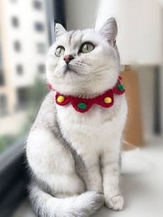 a gray and white cat sitting on top of a window sill next to a lamp