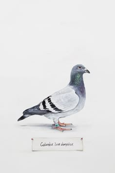 a pigeon standing on top of a white ground next to a piece of writing paper