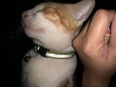 an orange and white cat is being petted by someone's hand in the dark