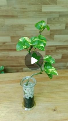 a potted plant in a glass filled with rocks and water on top of a wooden table