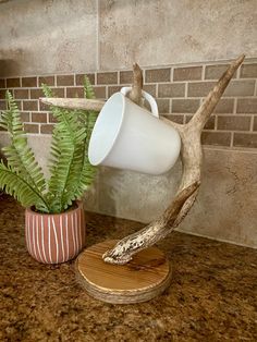 a potted plant sitting on top of a counter next to a white coffee cup