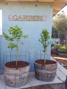 three wooden barrels with trees in them on the side of a blue building that says garden