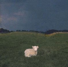 a sheep laying in the middle of a grassy field at night with dark clouds overhead