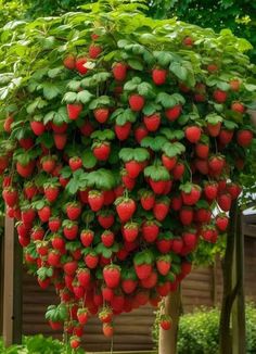 a bunch of strawberries hanging from the top of a tree with green leaves on it