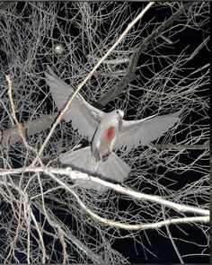 two white doves flying in the night sky above bare tree branches with no leaves