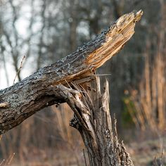 a tree that has fallen down in the woods