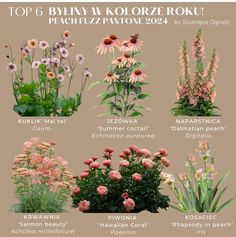 the top 6 types of wildflowers that are growing in different areas of the garden