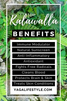 Jamaican Herbs, Herbal Knowledge, Autoimmune Disorders, Natural Grocers, Respiratory Health, Natural Sunscreen, Autoimmune Disorder, Mental Strength, Healing Herbs