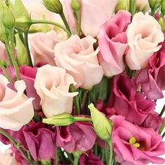 Hues of Pink Single Lisianthus Flower Lisianthus Flower, Pink Lisianthus, Rose Pale, Flower Care, Beautiful Bouquet Of Flowers, Floral Supplies, Beautiful Rose Flowers, Seasonal Flowers