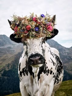 a black and white cow with a crown on it's head in the mountains