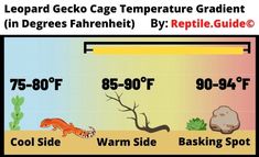 the temperature chart shows different types of geckos and other animals in their habitat