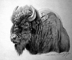 a drawing of a bison with large horns