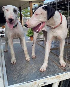 two dogs are standing on the back of a truck and one is looking at the camera