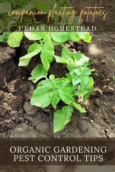 an organic gardening pest control tips