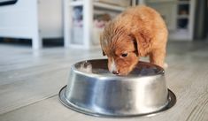 a small brown dog eating out of a metal bowl