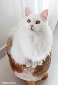 a white cat sitting on top of a wooden stool