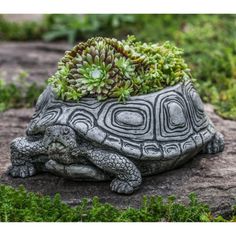 a turtle planter with succulents in it's shell on the ground