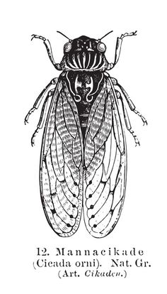 a black and white drawing of a bug with the words, 12 mammamikide cinta on it