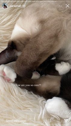 a siamese cat rolling around on top of a fluffy white blanket with the caption, how are you so cute?