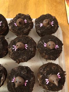 chocolate cupcakes decorated to look like hedgehogs