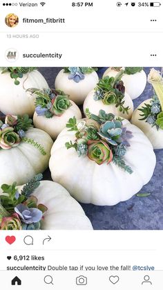 several white pumpkins with succulents and green leaves on them are arranged in a pattern