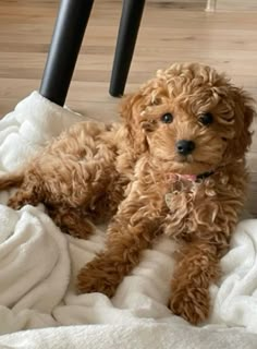 a small brown dog laying on top of a bed